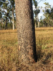 Corymbia clarksoniana