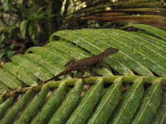 Anolis tolimensis