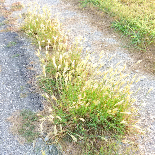 feather finger grass