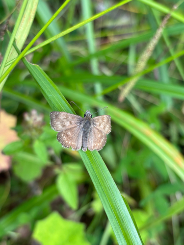 Dingy Skipper