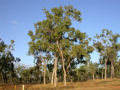Eucalyptus leptophleba