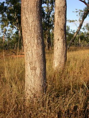 Eucalyptus leptophleba