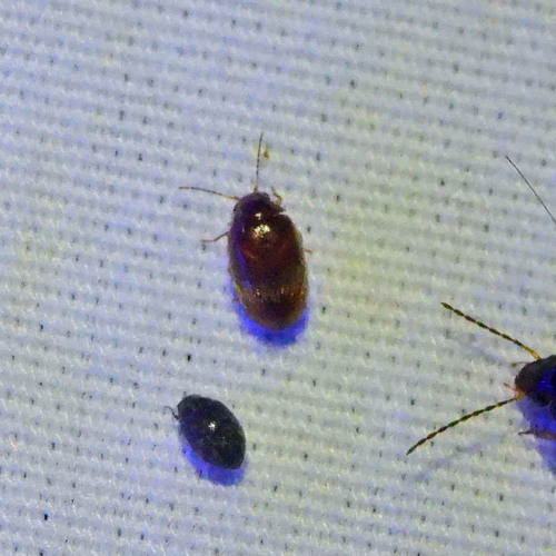 Tricorynus