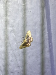 Idaea scintillularia