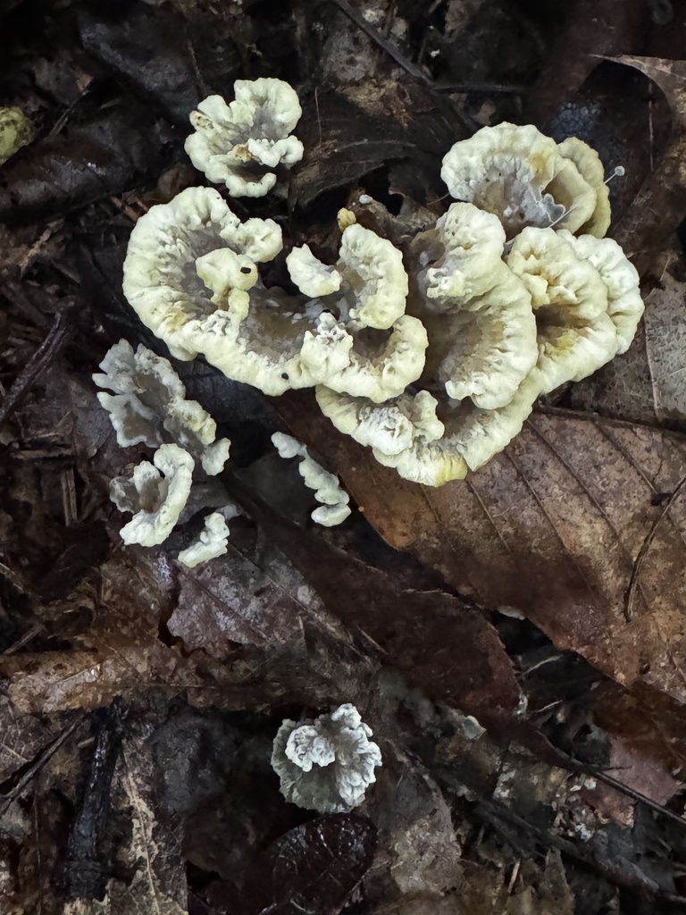 Thelephora vialis · July 2026 · photo: Photo: no rights reserved · iNaturalist