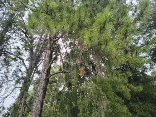 Pinus observed 2026-07-22