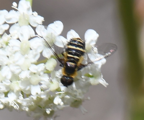 iNaturalist observation photo of Villa