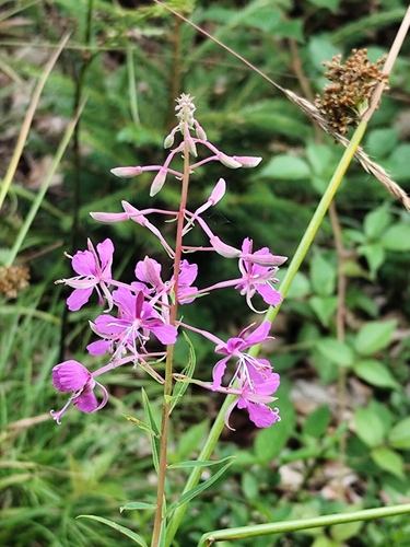 fireweed