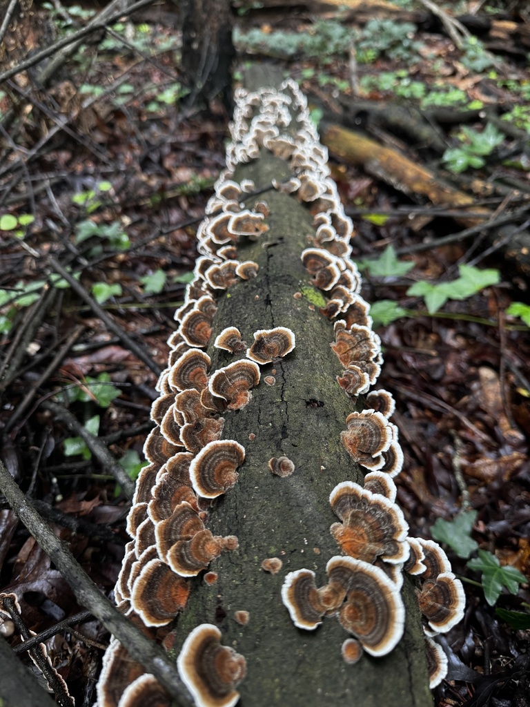 turkey-tail · July 2026 · photo: Photo: no rights reserved · iNaturalist