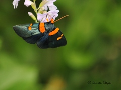 Egybolis vaillantina