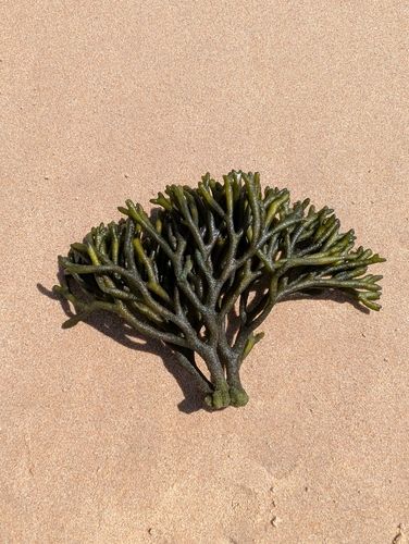 Codium tomentosum observed 2026-07-22