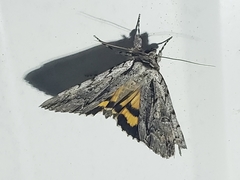 Catocala clintonii