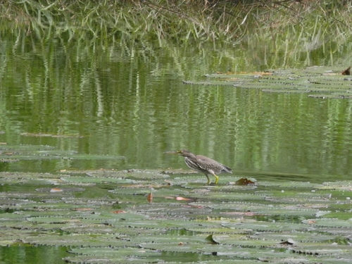 iNaturalist image