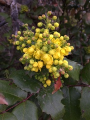 Berberis aquifolium