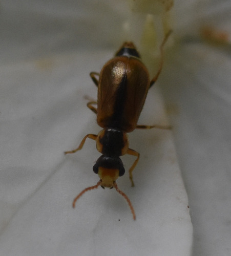 Attalus scincetus