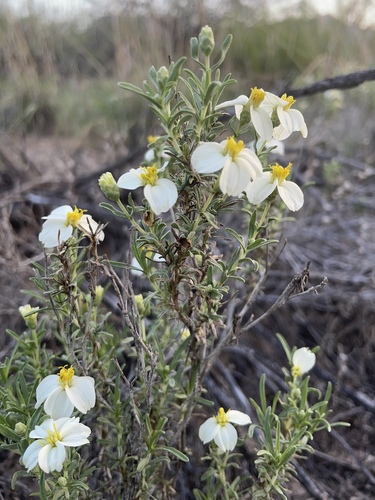 desert zinnia