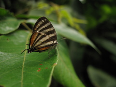 Arawacus lincoides