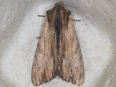 Apamea cuculliformis