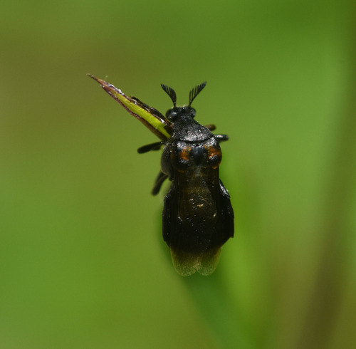 Ripiphorus fasciatus