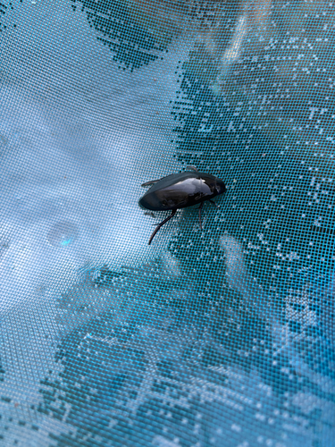 Giant Water Scavenger Beetle