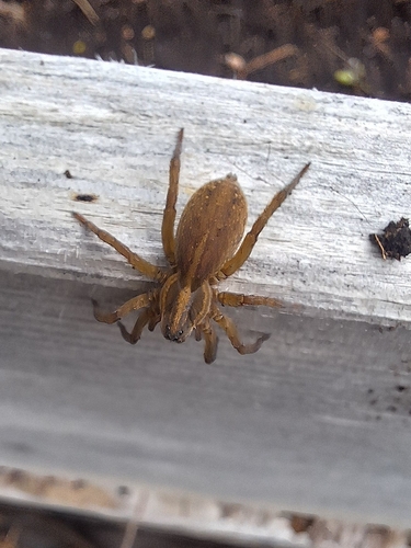 Trochosa