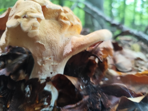 Wood Hedgehog