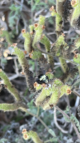 iNaturalist observation photo of Yellow-faced Bumble Bee