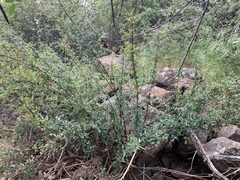 Berberis haematocarpa