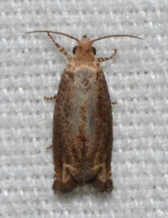 Epiblema abruptana