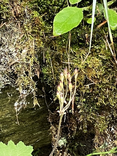 Primula matthioli, photograph 2