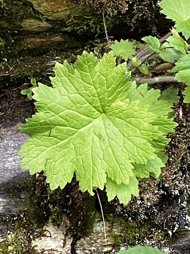 Primula matthioli, photograph 3