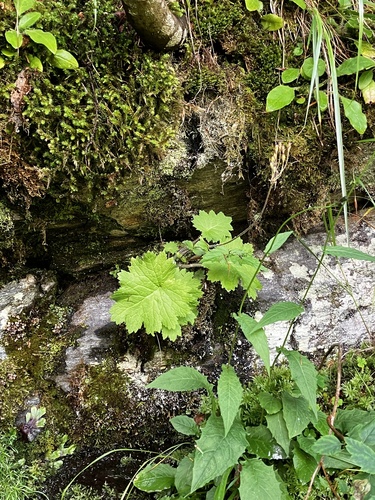 Primula matthioli, photograph 1