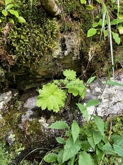 Primula matthioli