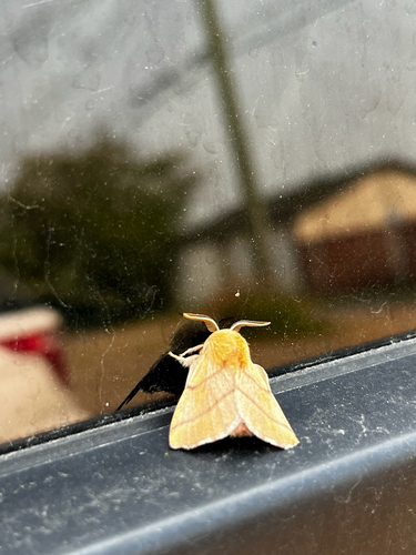 Forest Tent Caterpillar Moth