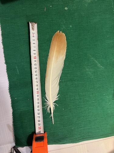 Plume de Buse féroce