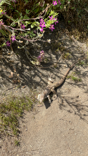 iNaturalist observation photo of Western Whiptail