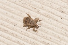 Mitrastethus australiae