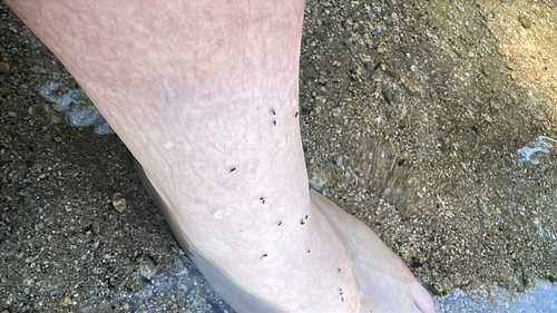 iNaturalist observation photo of Brachyceran Flies