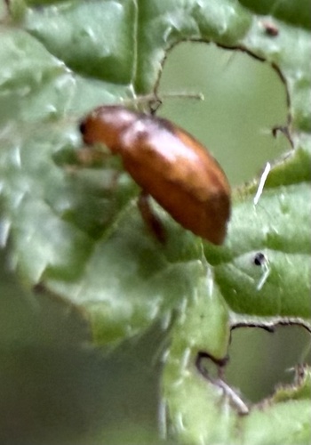 Glyptina