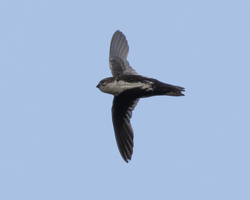 White-throated Swift