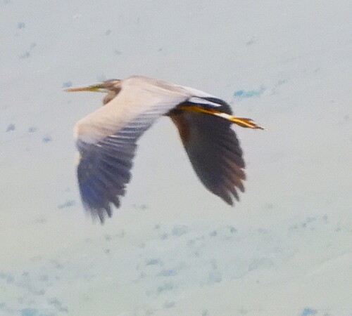iNaturalist image