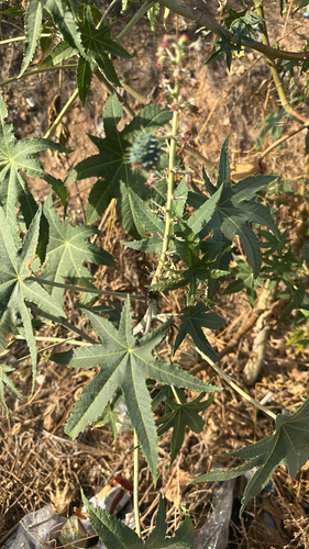 castor bean