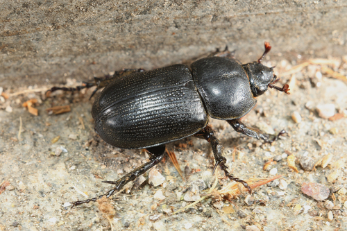 Eophileurus chinensis