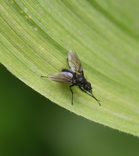 iNaturalist observation photo of Muscoid Flies