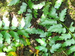 Asplenium listeri