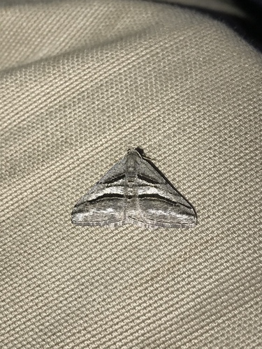 Broad-lined Angle photo 4