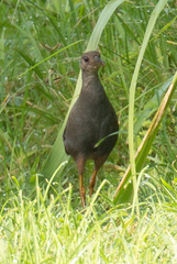 Amaurornis moluccana