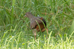 Amaurornis moluccana