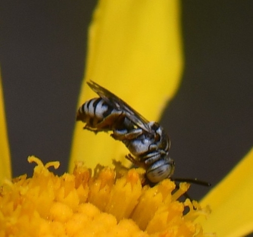 iNaturalist observation photo of Honey Bees, Bumble Bees, and Allies