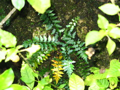 Asplenium listeri